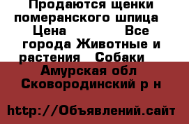 Продаются щенки померанского шпица › Цена ­ 45 000 - Все города Животные и растения » Собаки   . Амурская обл.,Сковородинский р-н